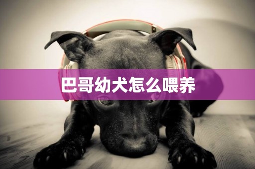巴哥幼犬怎么喂養