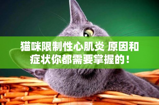 貓咪限制性心肌炎 原因和癥狀你都需要掌握的！