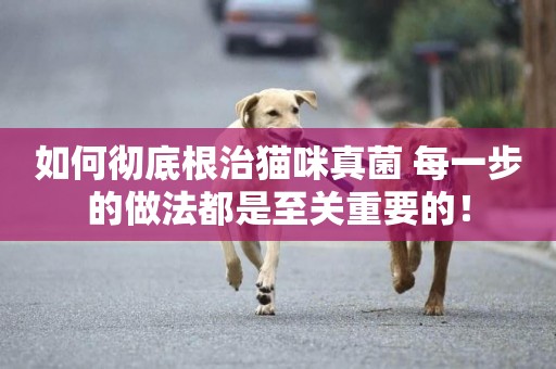 如何徹底根治貓咪真菌 每一步的做法都是至關重要的！