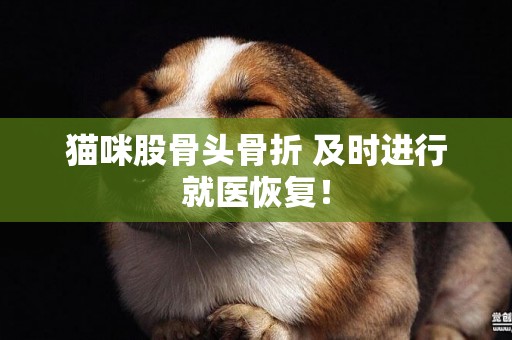 貓咪股骨頭骨折 及時進行就醫恢復！