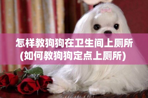 怎樣教狗狗在衛生間上廁所(如何教狗狗定點上廁所) 