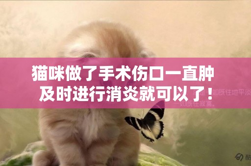 貓咪做了手術傷口一直腫 及時進行消炎就可以了！