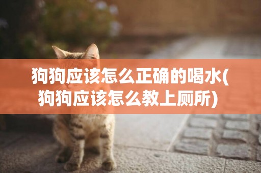 狗狗應該怎么正確的喝水(狗狗應該怎么教上廁所) 