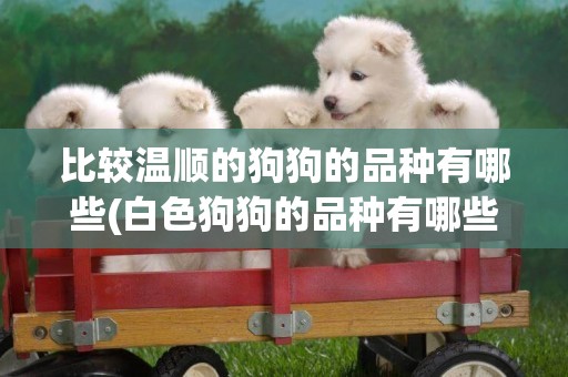 比較溫順的狗狗的品種有哪些(白色狗狗的品種有哪些) 