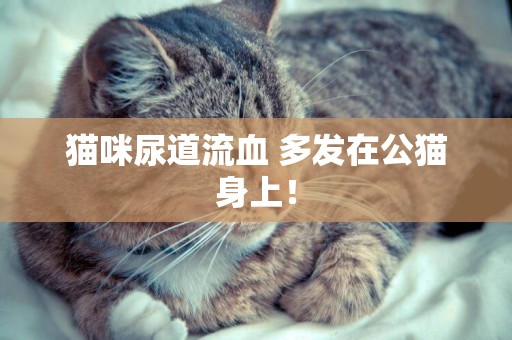 貓咪尿道流血 多發在公貓身上！
