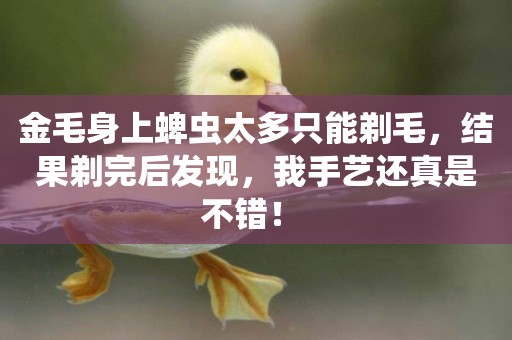 金毛身上蜱蟲太多只能剃毛，結果剃完后發現，我手藝還真是不錯！ 