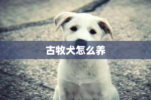 古牧犬怎么養
