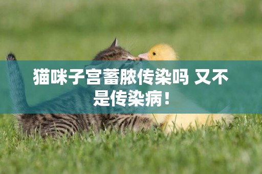 貓咪子宮蓄膿傳染嗎 又不是傳染病！