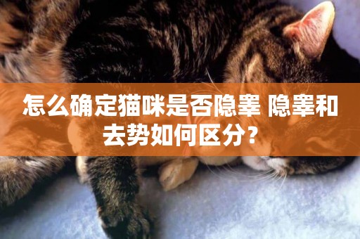 怎么確定貓咪是否隱睪 隱睪和去勢如何區分？