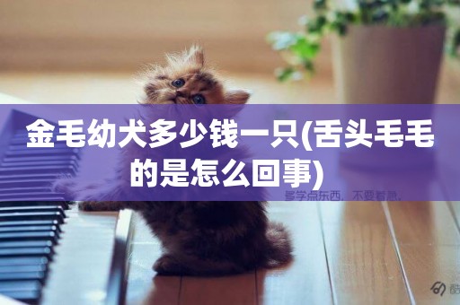 金毛幼犬多少錢一只(舌頭毛毛的是怎么回事) 