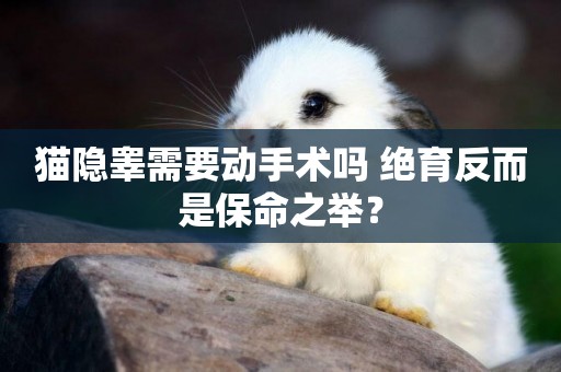 貓隱睪需要動手術嗎 絕育反而是保命之舉？