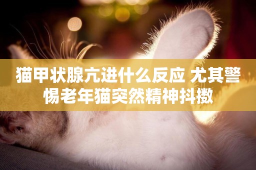 貓甲狀腺亢進什么反應 尤其警惕老年貓突然精神抖擻