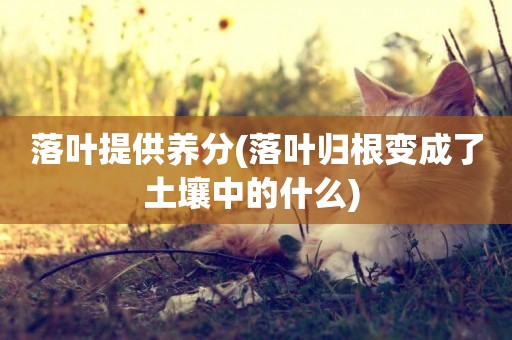 落葉提供養分(落葉歸根變成了土壤中的什么) 