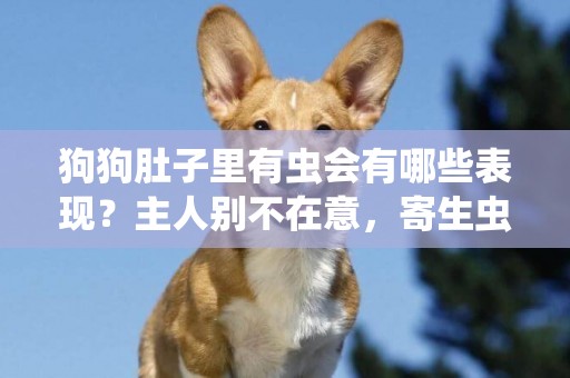 狗狗肚子里有蟲會有哪些表現？主人別不在意，寄生蟲影響狗狗健康 