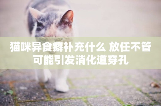 貓咪異食癖補充什么 放任不管可能引發消化道穿孔