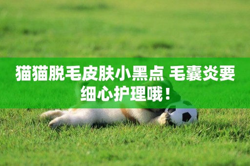 貓貓脫毛皮膚小黑點 毛囊炎要細心護理哦！