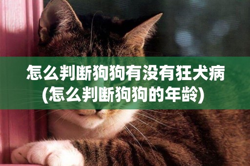 怎么判斷狗狗有沒有狂犬病(怎么判斷狗狗的年齡) 