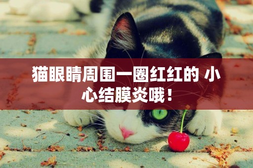 貓眼睛周圍一圈紅紅的 小心結膜炎哦！