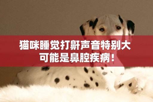 貓咪睡覺打鼾聲音特別大 可能是鼻腔疾病！