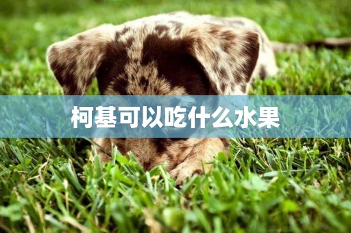 柯基可以吃什么水果