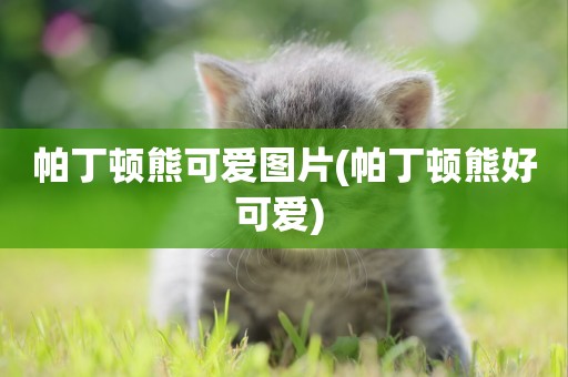 帕丁頓熊可愛圖片(帕丁頓熊好可愛) 