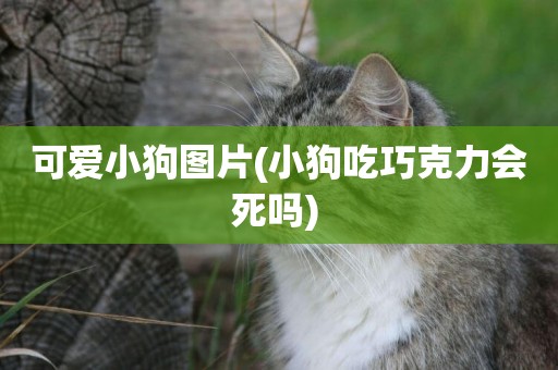 可愛小狗圖片(小狗吃巧克力會死嗎) 