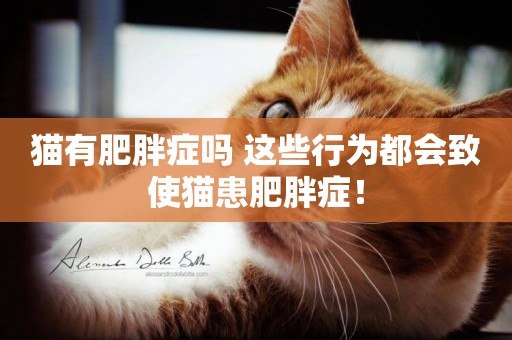 貓有肥胖癥嗎 這些行為都會致使貓患肥胖癥！