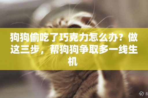 狗狗偷吃了巧克力怎么辦？做這三步，幫狗狗爭取多一線生機 