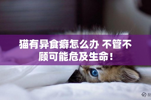 貓有異食癖怎么辦 不管不顧可能危及生命！