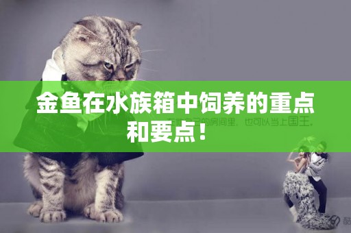 金魚在水族箱中飼養的重點和要點！ 