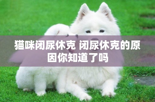 貓咪閉尿休克 閉尿休克的原因你知道了嗎