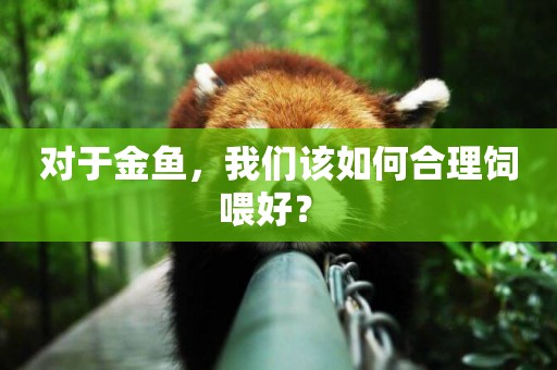 對于金魚，我們該如何合理飼喂好？ 