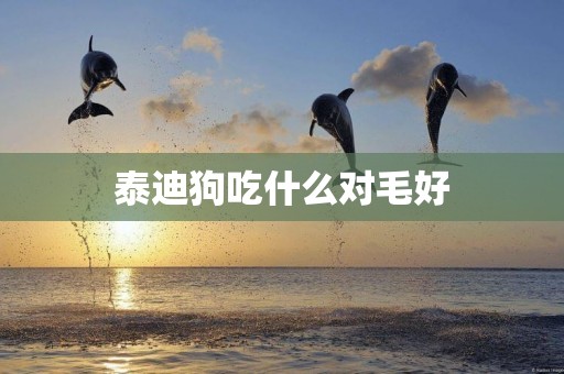 泰迪狗吃什么對毛好