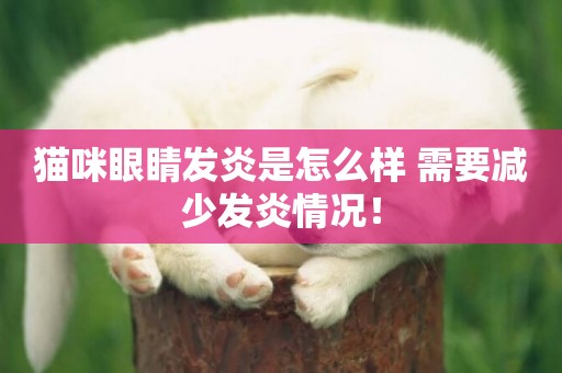 貓咪眼睛發炎是怎么樣 需要減少發炎情況！