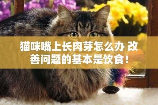 貓咪嘴上長肉芽怎么辦 改善問題的基本是飲食！