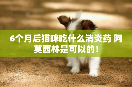 6個月后貓咪吃什么消炎藥 阿莫西林是可以的！