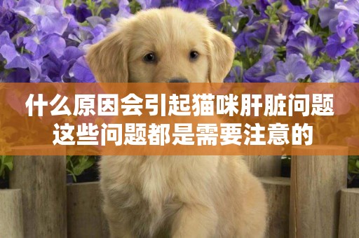 什么原因會引起貓咪肝臟問題 這些問題都是需要注意的