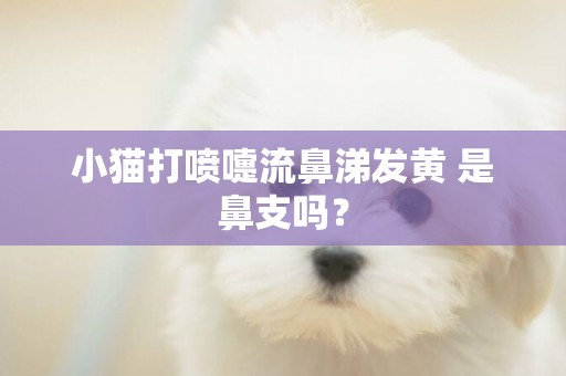 小貓打噴嚏流鼻涕發黃 是鼻支嗎？