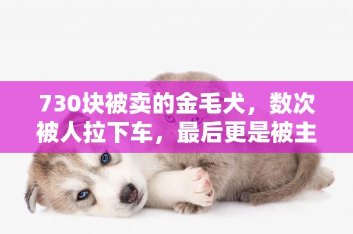 730塊被賣的金毛犬，數次被人拉下車，最后更是被主人塞進狗肉籠 