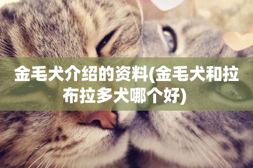 金毛犬介紹的資料(金毛犬和拉布拉多犬哪個好) 