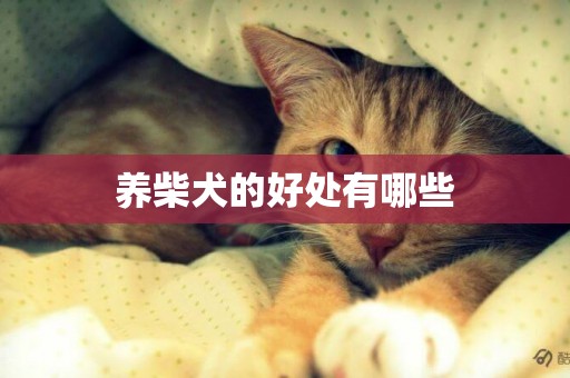 養柴犬的好處有哪些