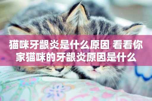 貓咪牙齦炎是什么原因 看看你家貓咪的牙齦炎原因是什么