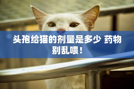 頭孢給貓的劑量是多少 藥物別亂喂！