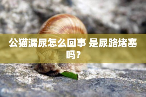 公貓漏尿怎么回事 是尿路堵塞嗎？