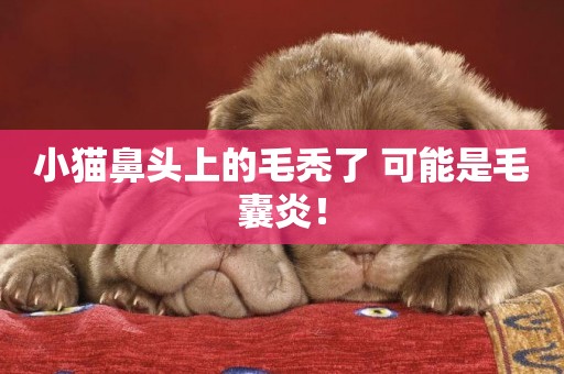 小貓鼻頭上的毛禿了 可能是毛囊炎！