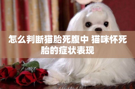 怎么判斷貓胎死腹中 貓咪懷死胎的癥狀表現