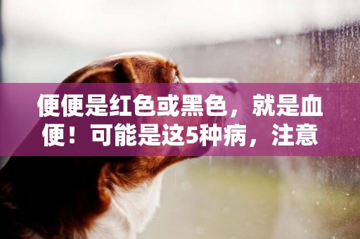 便便是紅色或黑色，就是血便！可能是這5種病，注意身體報警信號 