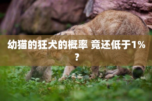 幼貓的狂犬的概率 竟還低于1%？