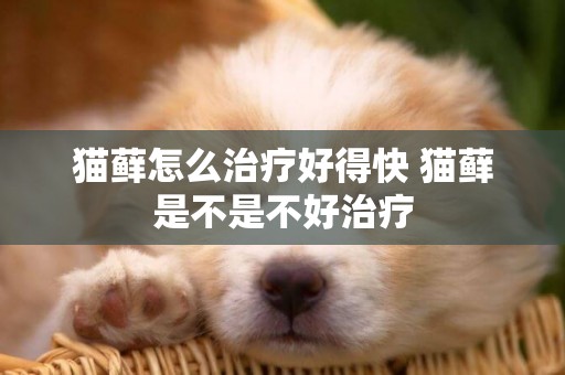 貓蘚怎么治療好得快 貓蘚是不是不好治療