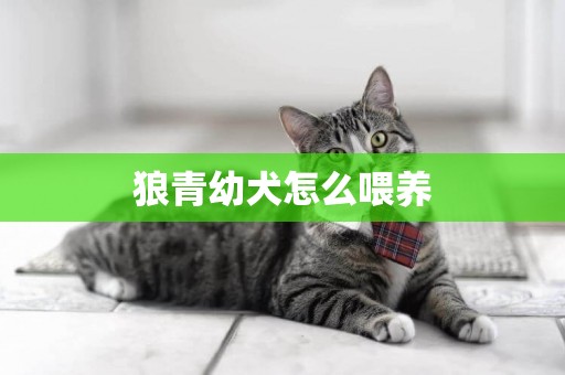 狼青幼犬怎么喂養